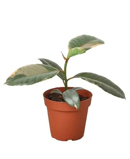 Ficus Elastica 'Ruby Pink' House Plant Dropship