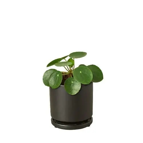 Pilea Peperomioides 'Chinese Money' House Plant Dropship