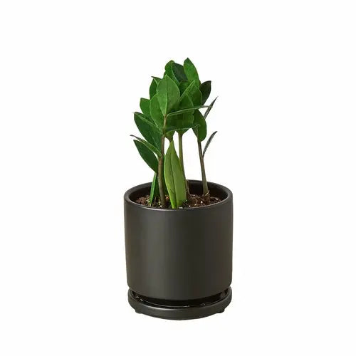 Zamioculcas Zamiifolia ZZ House Plant Dropship