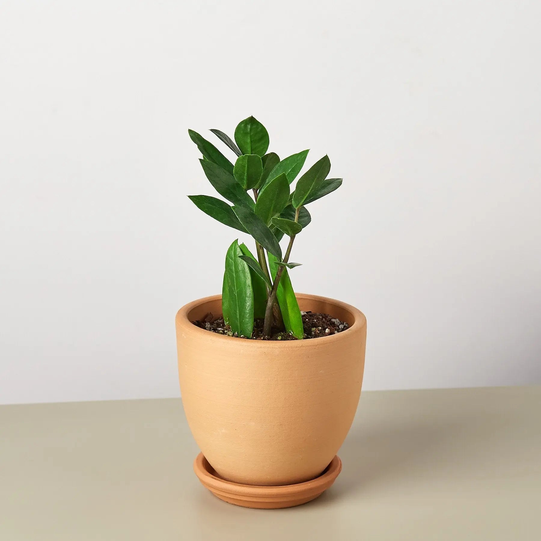 Zamioculcas Zamiifolia ZZ House Plant Dropship