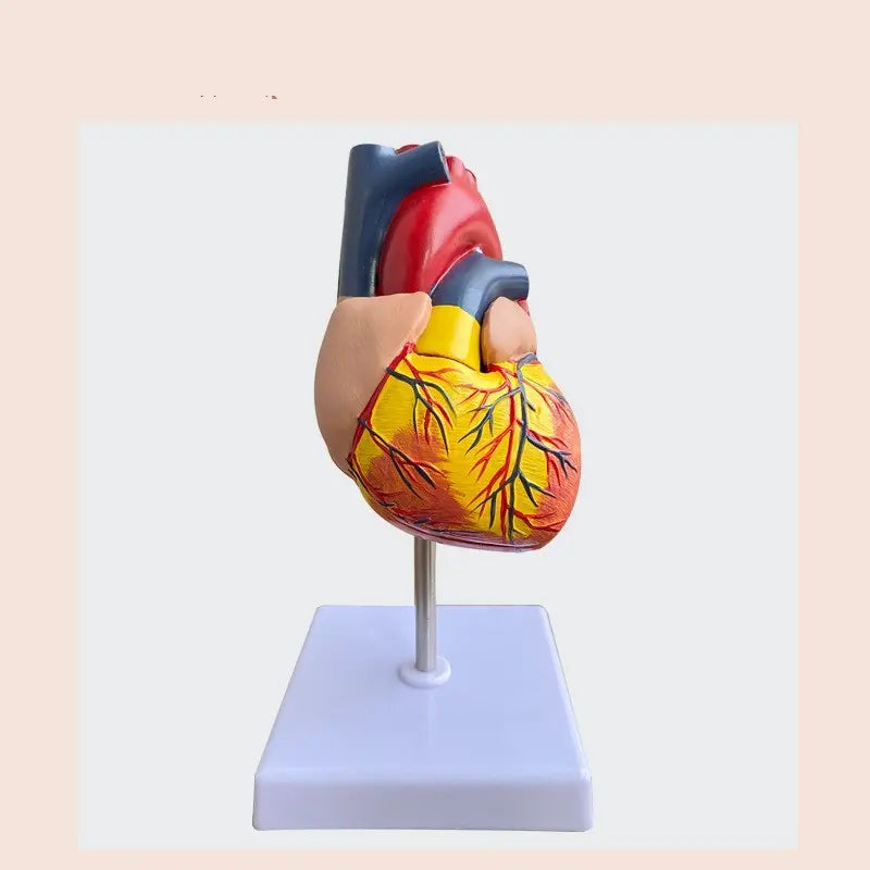 Heart Model B- Ultrasound Medical The Void