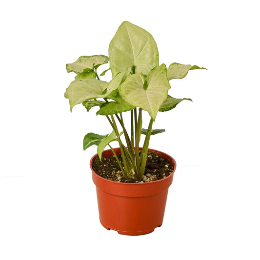 Syngonium White Butterfly House Plant Dropship