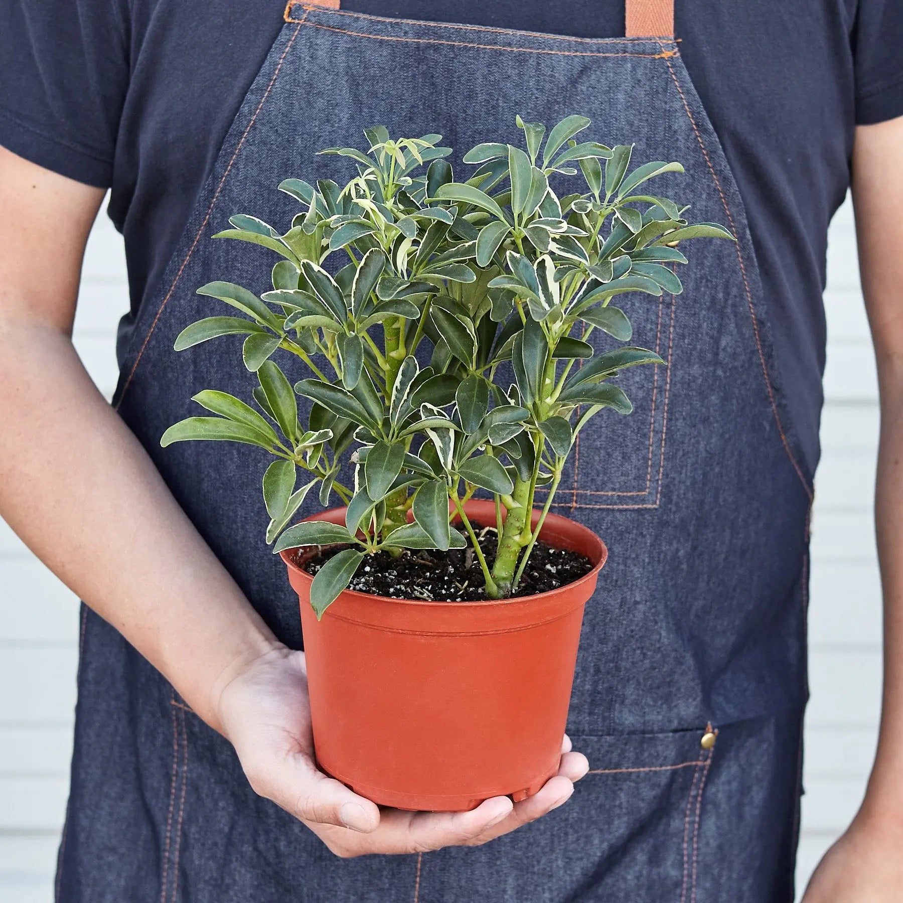 Schefflera Moonlight 'Umbrella Plant' House Plant Dropship