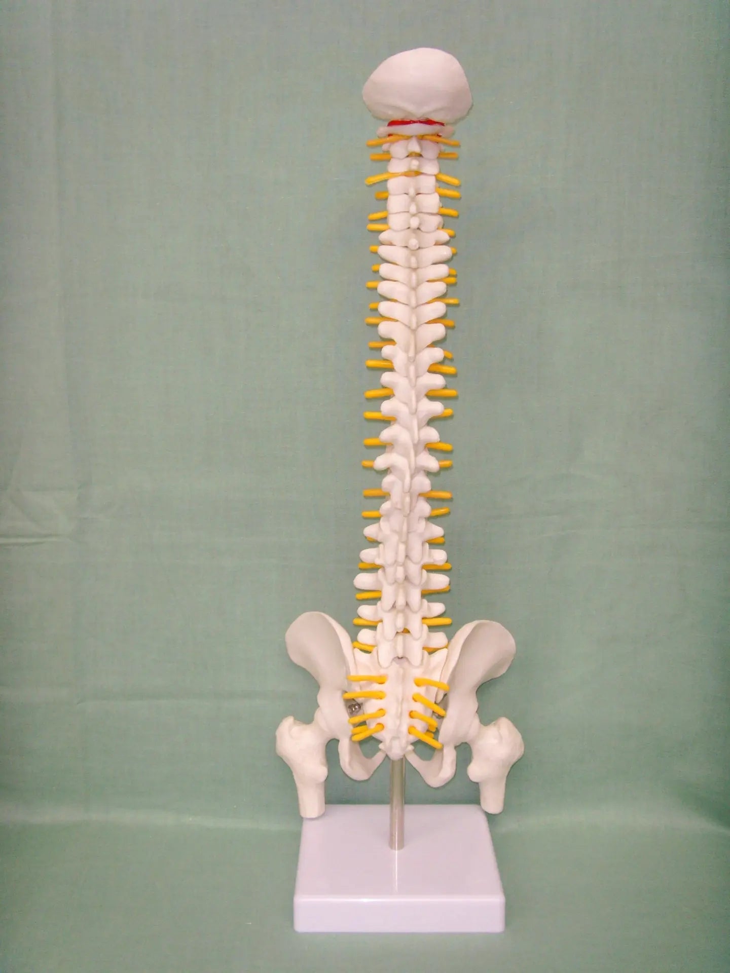 Human spine medical orthopedic bone model The Void