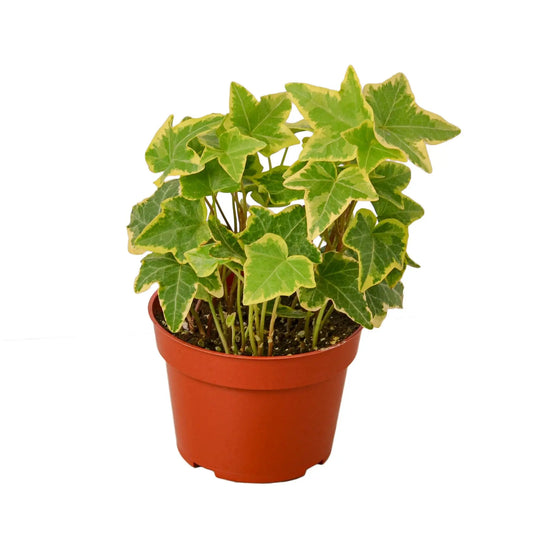 English Ivy Gold Child House Plant Dropship