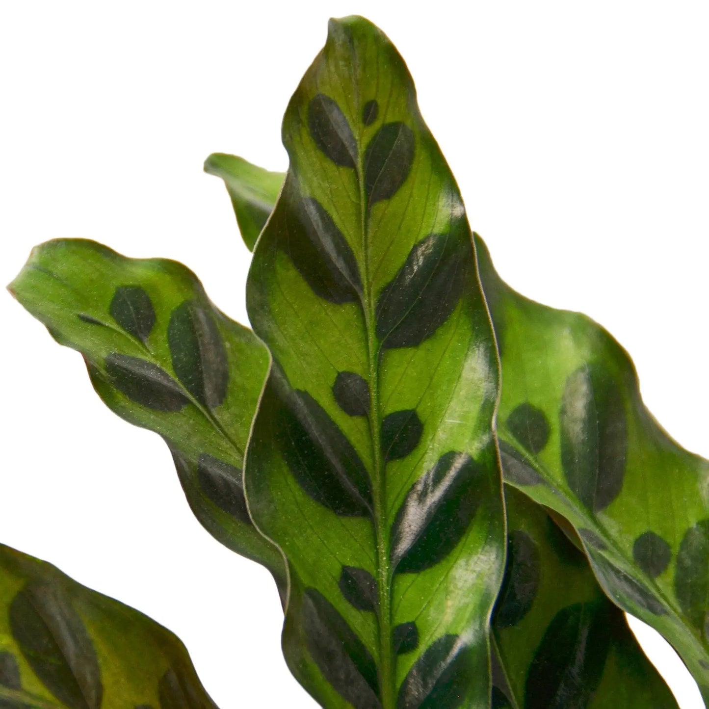 Calathea Lancifolia 'Rattlesnake' House Plant Dropship