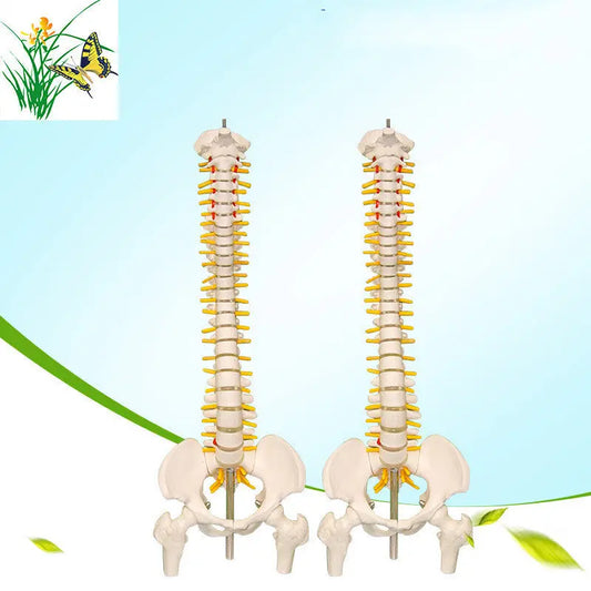 Human spine medical orthopedic bone model The Void