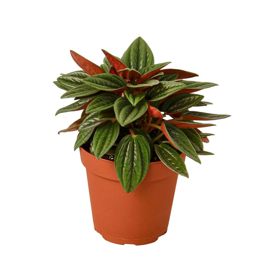 Peperomia Rosso House Plant Dropship