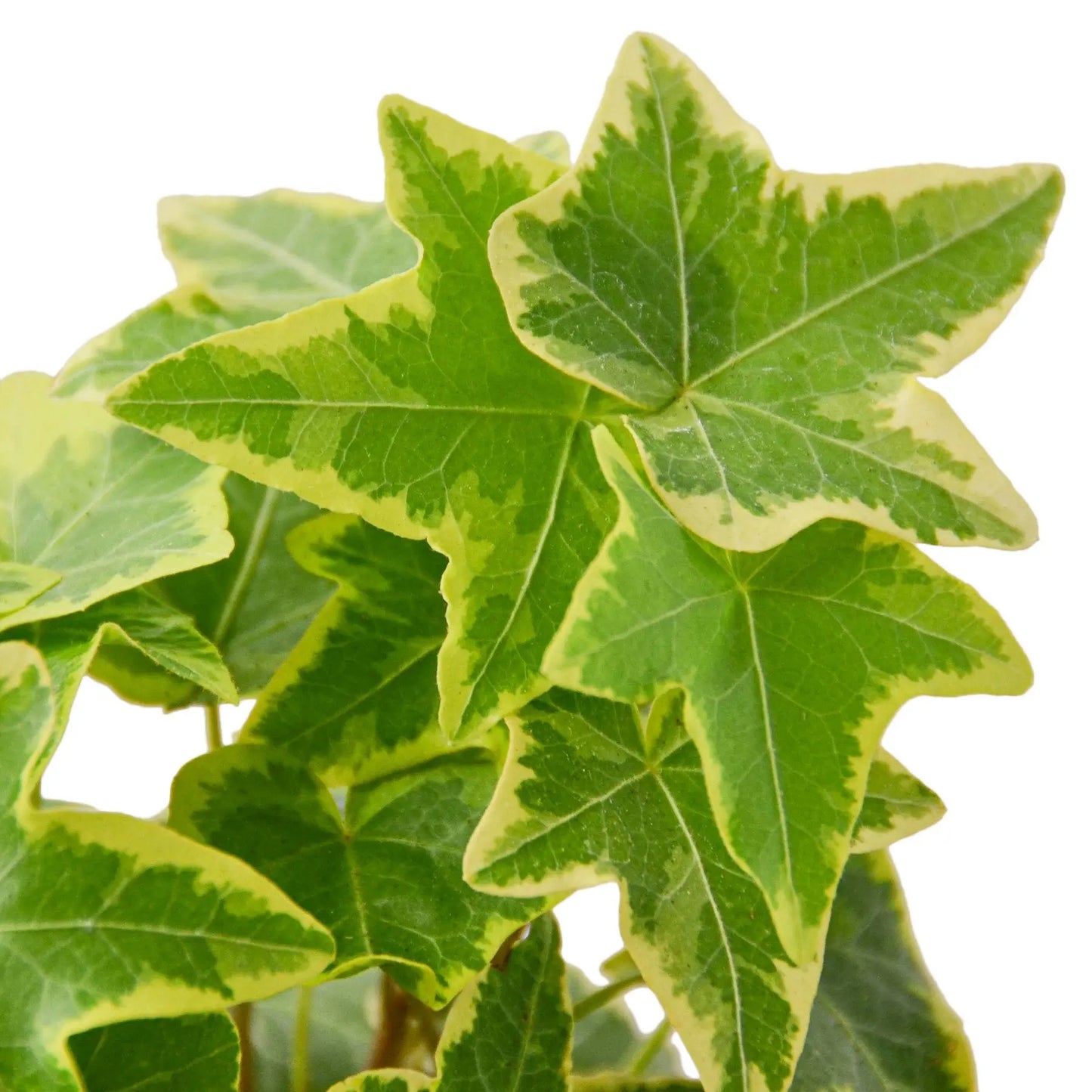 English Ivy Gold Child House Plant Dropship