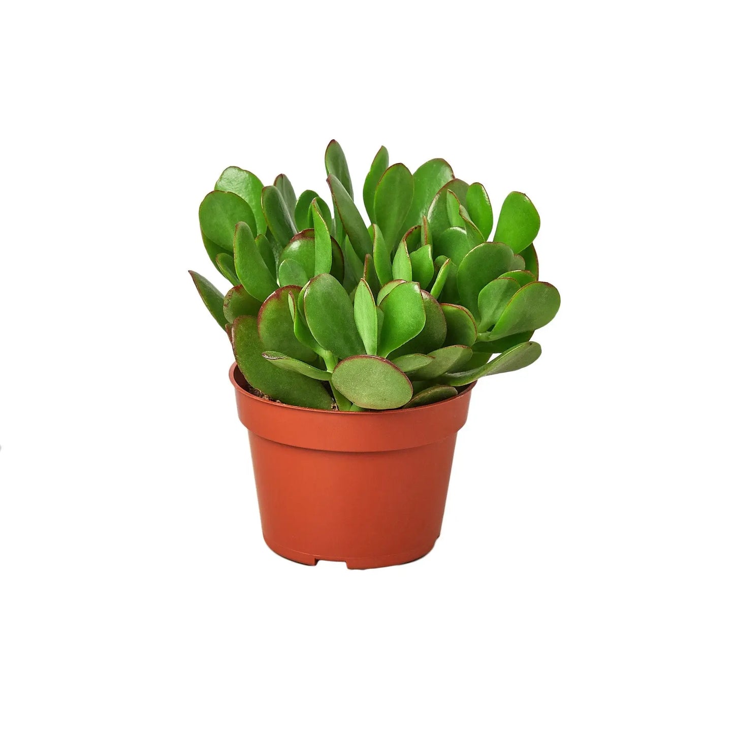 Succulent Crassula 'Jade' House Plant Dropship