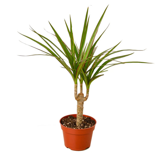 Dracaena Marginata Cane House Plant Dropship