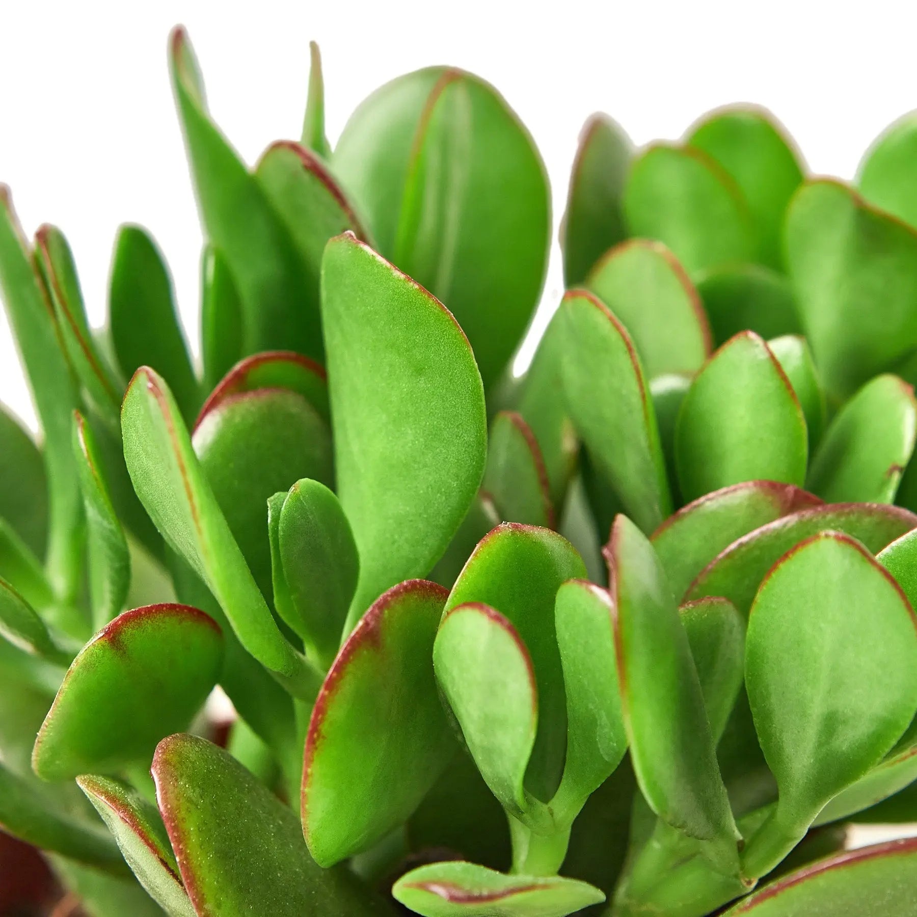 Succulent Crassula 'Jade' House Plant Dropship