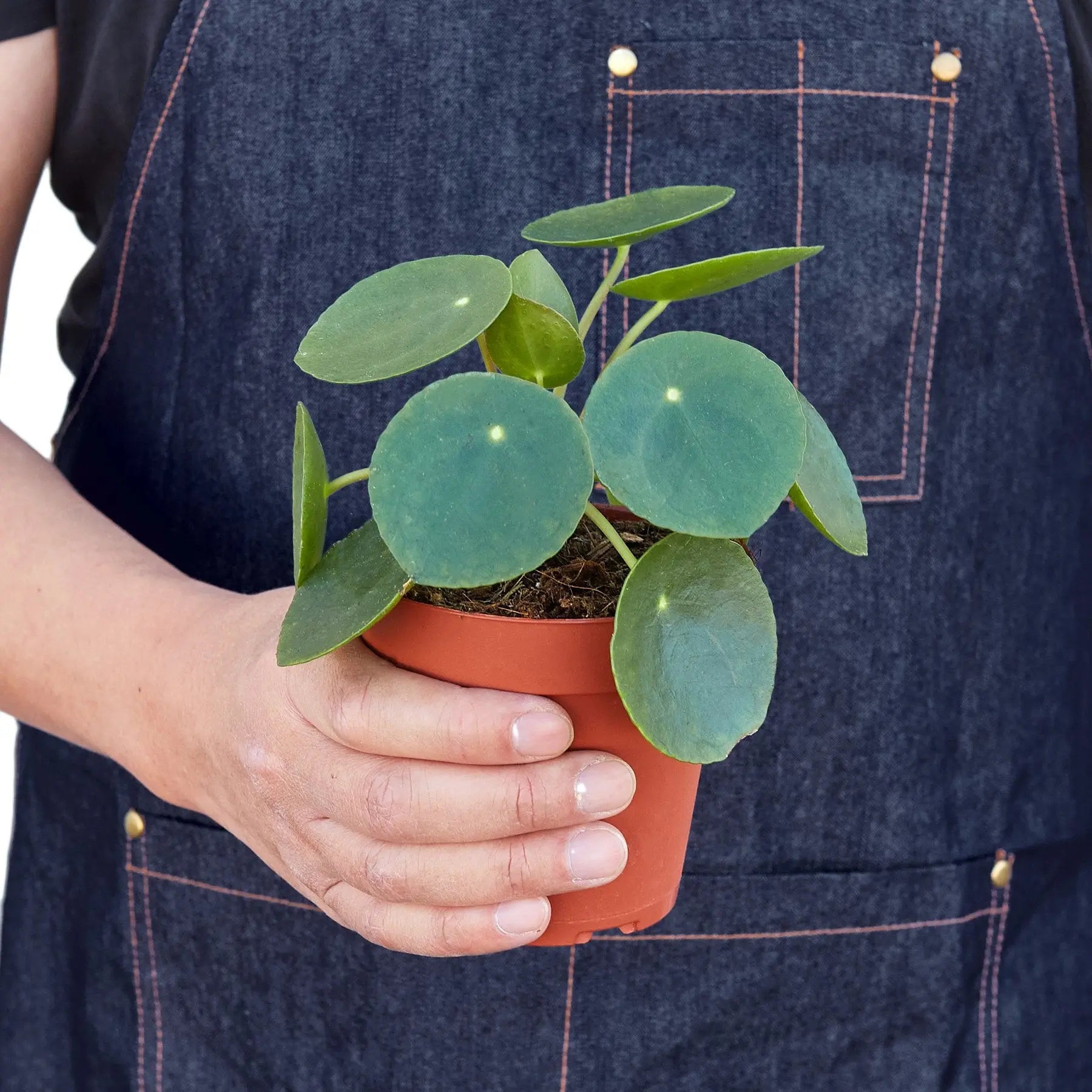 Pilea Peperomioides 'Chinese Money' House Plant Dropship